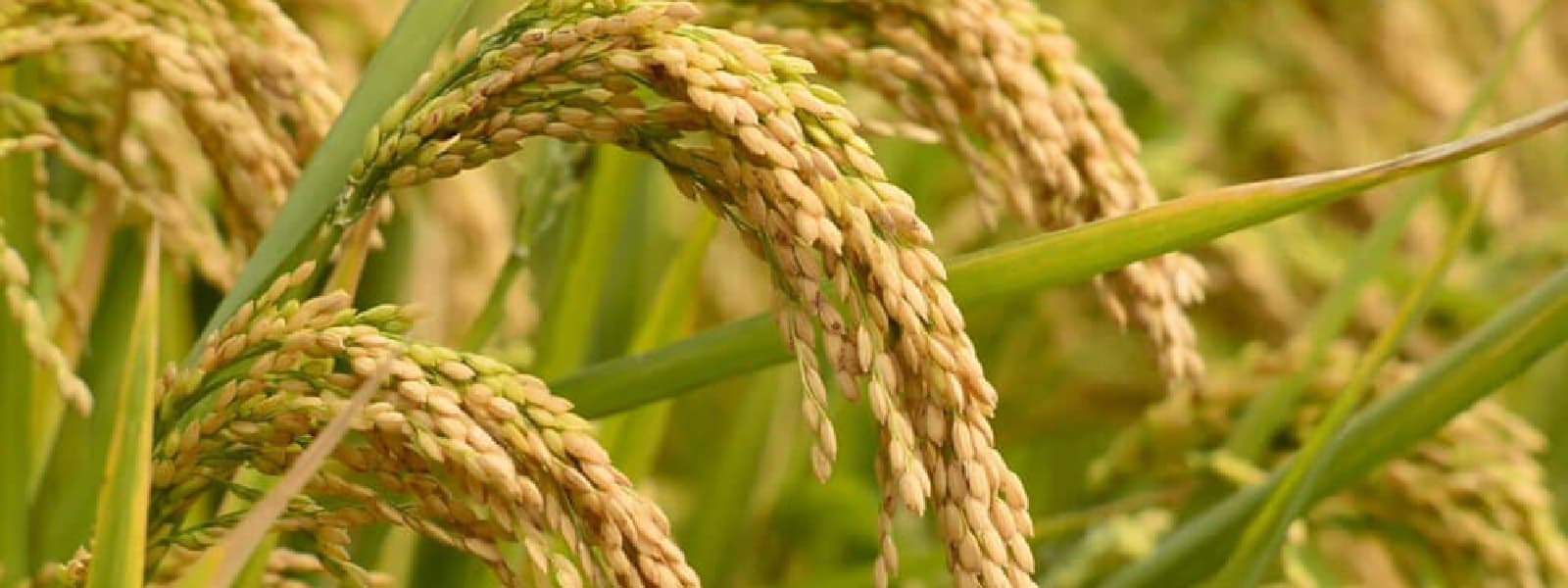 பெரும்போக நெல் கொள்வனவிற்கான நிர்ணய விலை